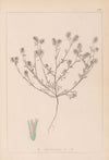 Herbier de la flore française Pl.0334