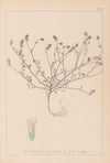Herbier de la flore française Pl.0335