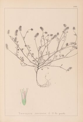 Herbier de la flore française Pl.0335