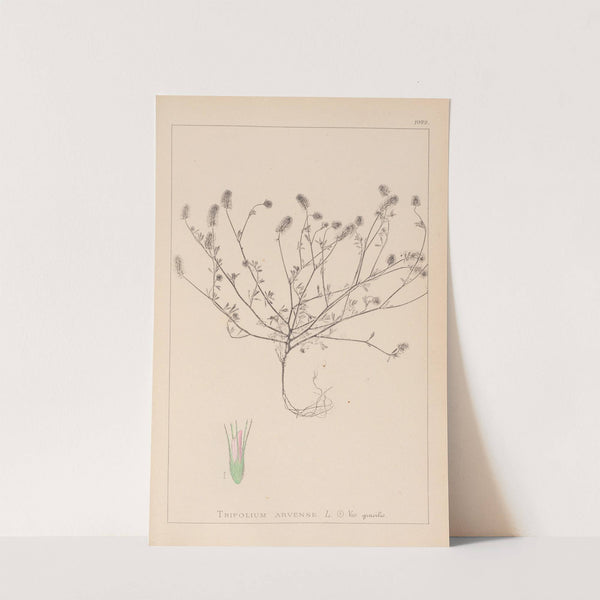 Herbier de la flore française Pl.0335 by Louis Antoine Cusin