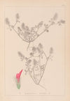 Herbier de la flore française Pl.0336
