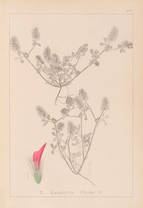 Herbier de la flore française Pl.0336
