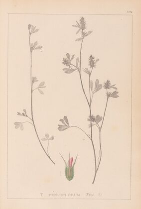 Herbier de la flore française Pl.0340