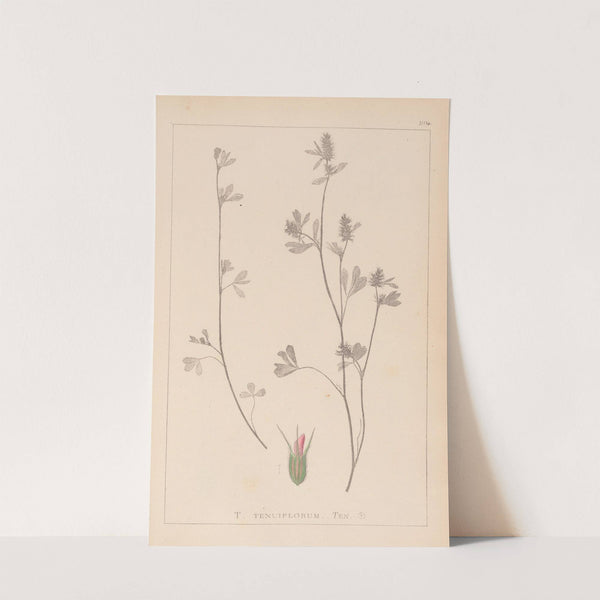 Herbier de la flore française Pl.0340 by Louis Antoine Cusin