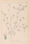Herbier de la flore française Pl.0341