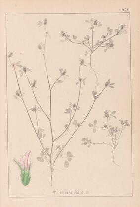 Herbier de la flore française Pl.0341