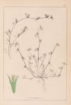 Herbier de la flore française Pl.0342