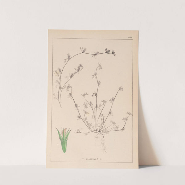 Herbier de la flore française Pl.0342 by Louis Antoine Cusin