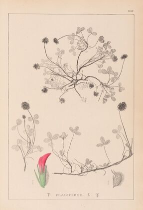 Herbier de la flore française Pl.0344