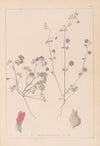 Herbier de la flore française Pl.0345