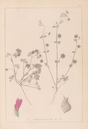Herbier de la flore française Pl.0345