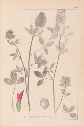 Herbier de la flore française Pl.0347