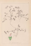 Herbier de la flore française Pl.0349