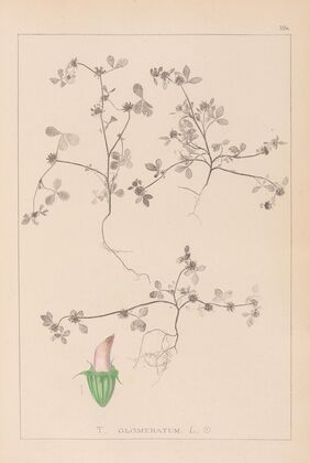 Herbier de la flore française Pl.0349