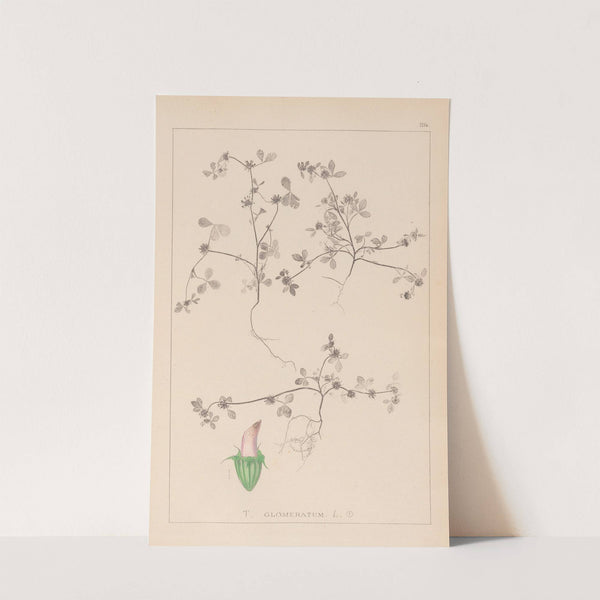 Herbier de la flore française Pl.0349 by Louis Antoine Cusin
