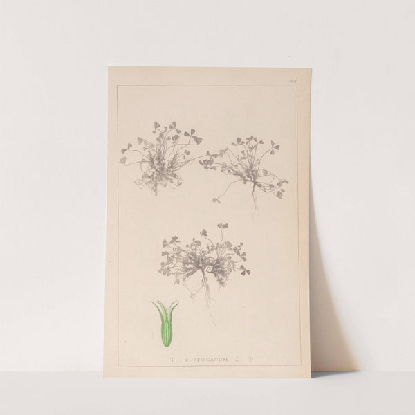 Herbier de la flore française Pl.0350 by Louis Antoine Cusin