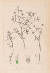 Herbier de la flore française Pl.0351