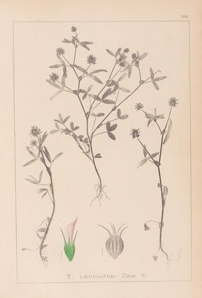 Herbier de la flore française Pl.0351