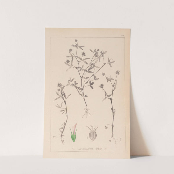 Herbier de la flore française Pl.0351 by Louis Antoine Cusin