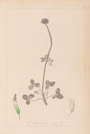 Herbier de la flore française Pl.0353