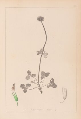Herbier de la flore française Pl.0353
