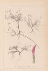 Herbier de la flore française Pl.0354