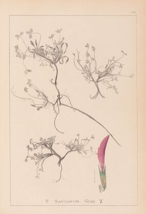 Herbier de la flore française Pl.0354