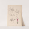 Herbier de la flore française Pl.0354 by Louis Antoine Cusin