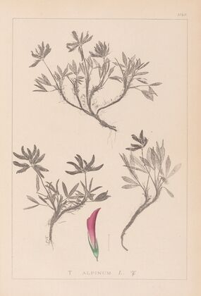 Herbier de la flore française Pl.0355