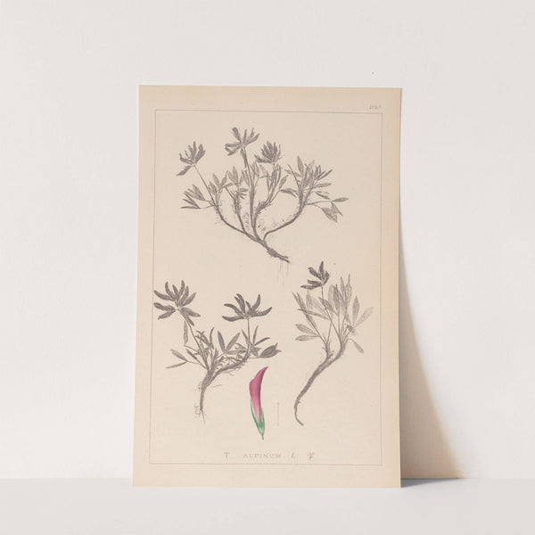 Herbier de la flore française Pl.0355 by Louis Antoine Cusin