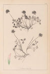 Herbier de la flore française Pl.0356