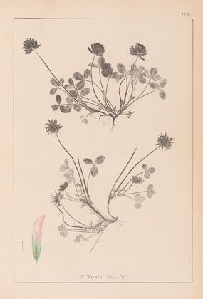 Herbier de la flore française Pl.0356