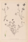 Herbier de la flore française Pl.0357