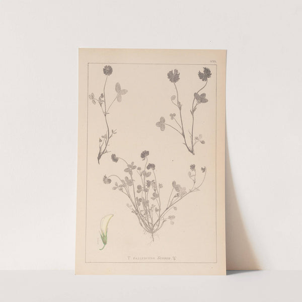 Herbier de la flore française Pl.0357 by Louis Antoine Cusin