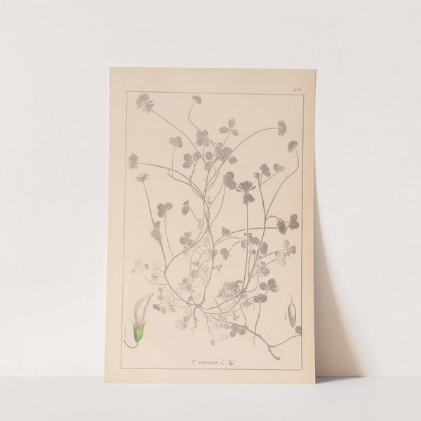 Herbier de la flore française Pl.0358 by Louis Antoine Cusin