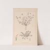 Herbier de la flore française Pl.0359 by Louis Antoine Cusin