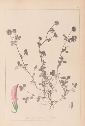 Herbier de la flore française Pl.0360