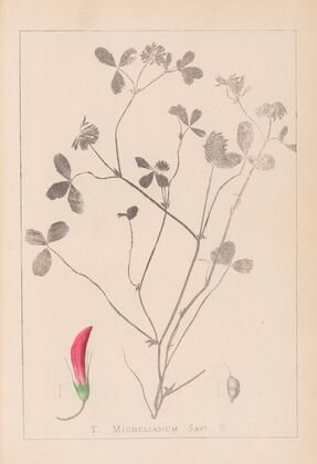 Herbier de la flore française Pl.0361