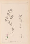 Herbier de la flore française Pl.0362
