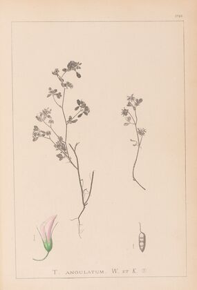 Herbier de la flore française Pl.0362