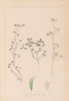 Herbier de la flore française Pl.0363
