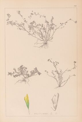 Herbier de la flore française Pl.0365