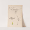 Herbier de la flore française Pl.0365 by Louis Antoine Cusin