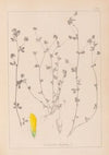 Herbier de la flore française Pl.0367