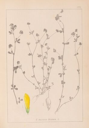 Herbier de la flore française Pl.0367