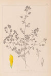 Herbier de la flore française Pl.0368