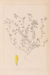 Herbier de la flore française Pl.0369