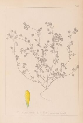 Herbier de la flore française Pl.0369