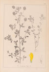 Herbier de la flore française Pl.0370