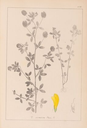 Herbier de la flore française Pl.0370
